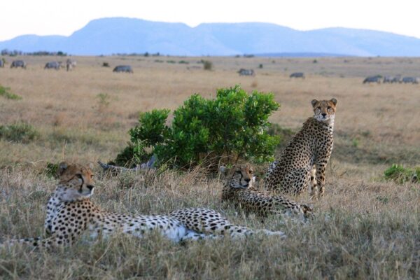 10 Days Serengeti & Bwindi Safari