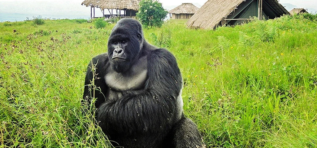 6 Days Rwanda Primates Safari