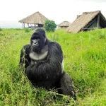 6 Days Rwanda Primates Safari