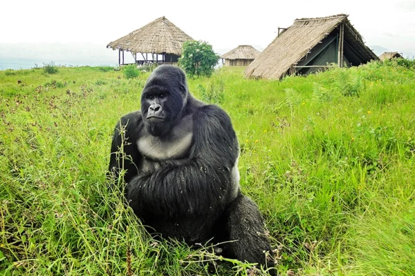 3-Days-Virunga-Gorilla-Trekking-Safari-Standard-Gorilla-Safaris-1568807994 6 Days Rwanda Primates Safari
