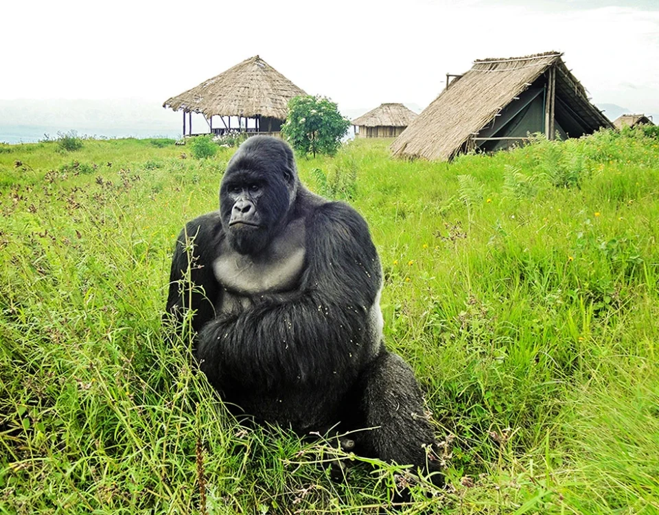 6 Days Rwanda Primates Safari