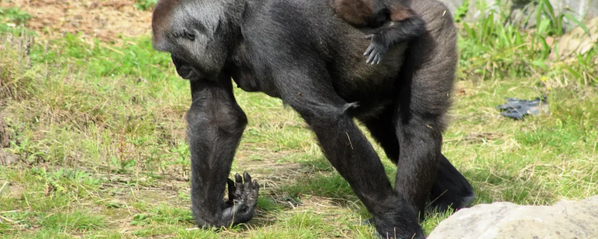 4-Day Volcanoes, Bwindi & Lake Bunyonyi Adventure