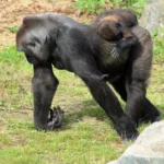 4-Day Volcanoes, Bwindi & Lake Bunyonyi Adventure