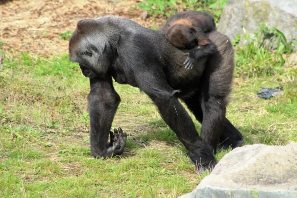 4-Day Volcanoes, Bwindi & Lake Bunyonyi Adventure