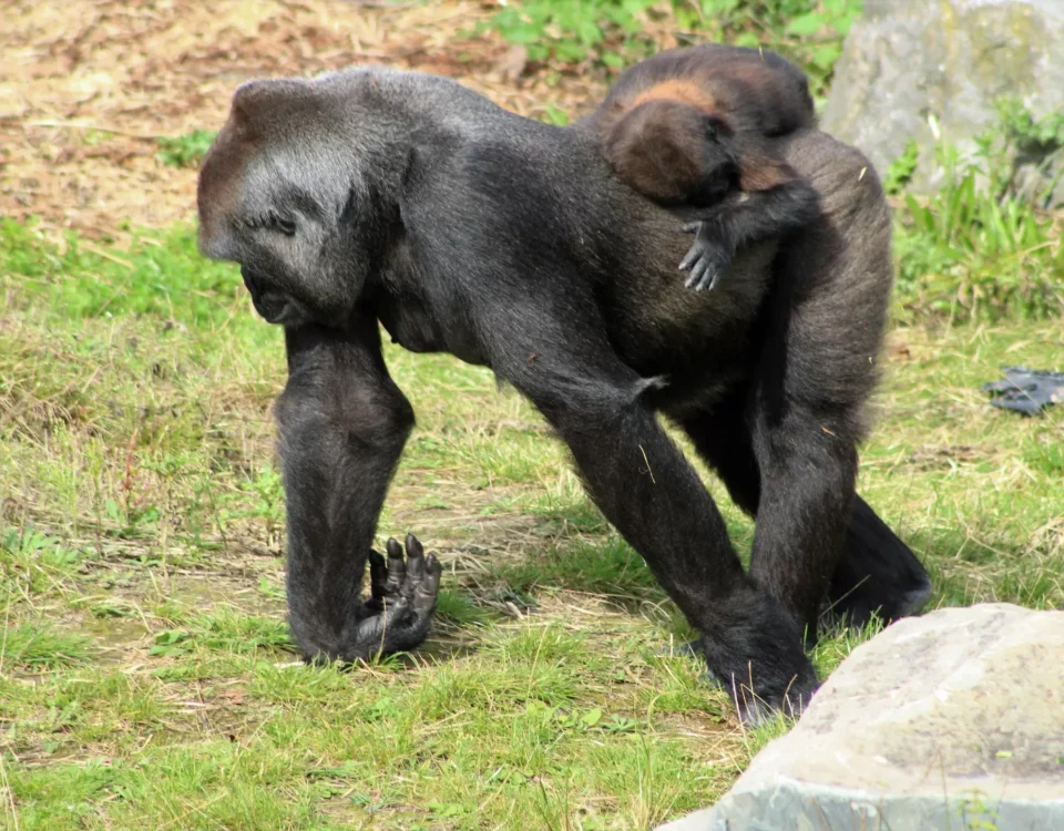 4-Day Volcanoes, Bwindi & Lake Bunyonyi Adventure