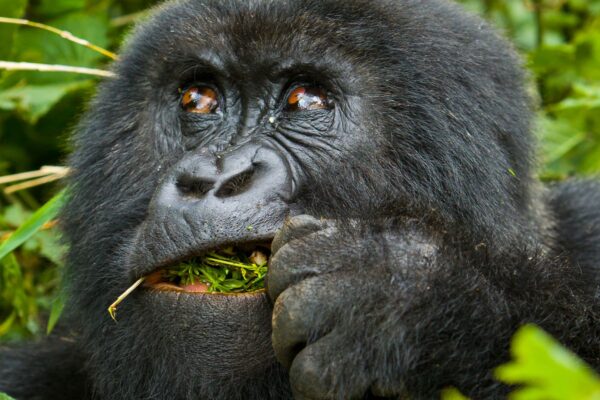 5-Day Gorilla Trekking and Wildlife Safari Uganda Rwanda