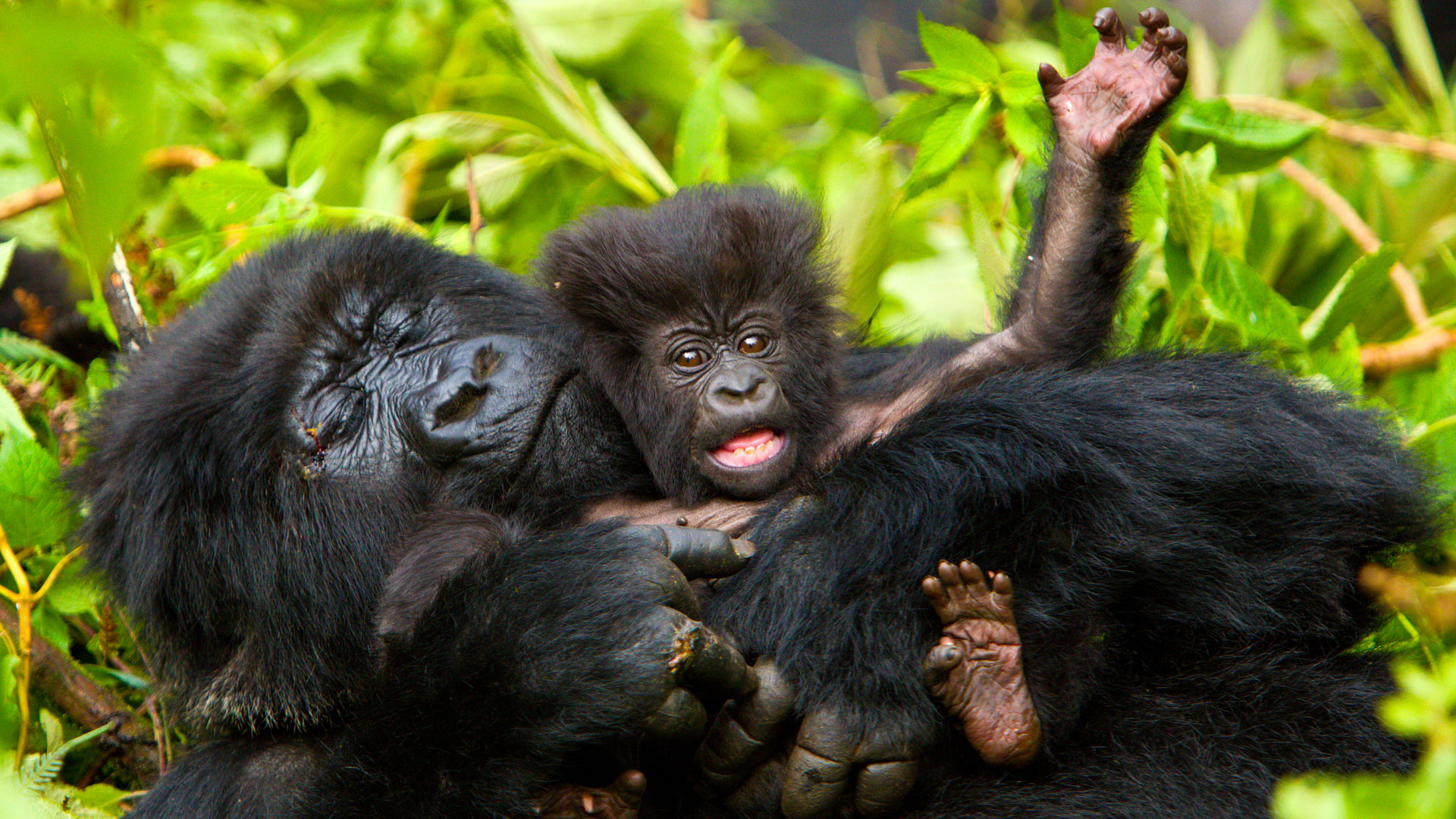 5-Day Kigali, Gorillas and Lake Bunyonyi Holiday