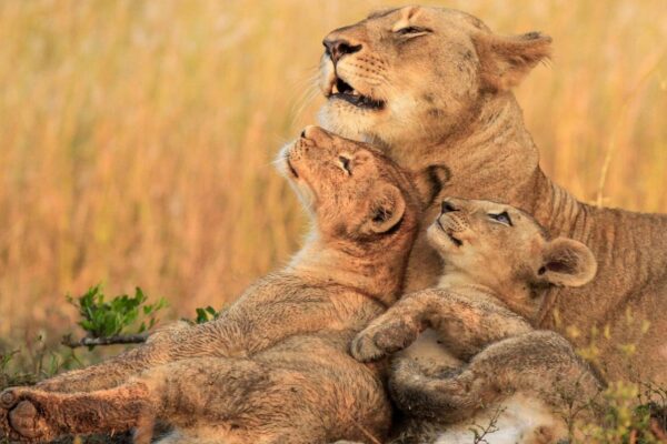 8-Day Tanzania Uganda Safari