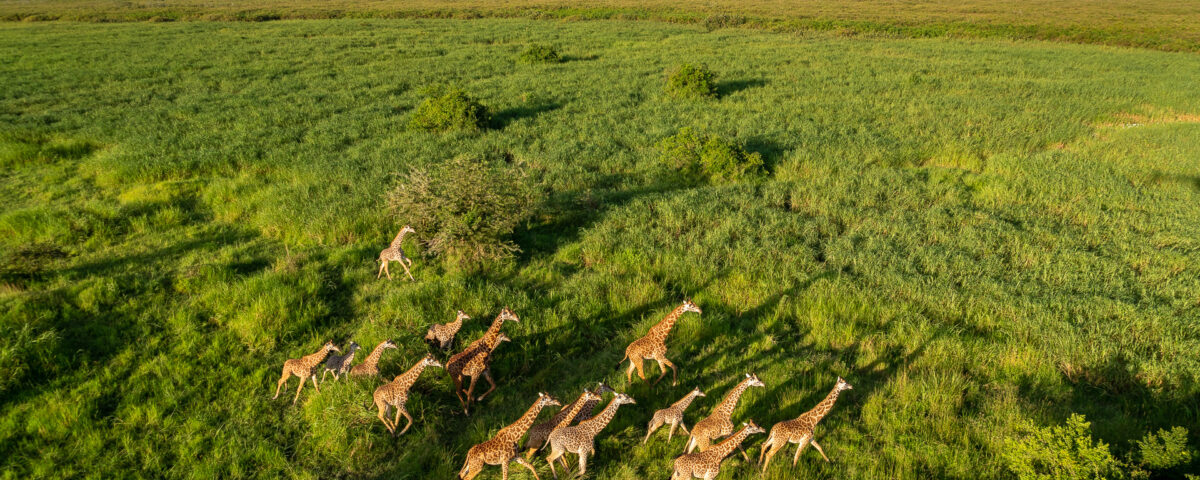 10-Day Uganda Rwanda Gorilla and Wildlife Safari