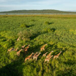 10-Day Uganda Rwanda Gorilla and Wildlife Safari