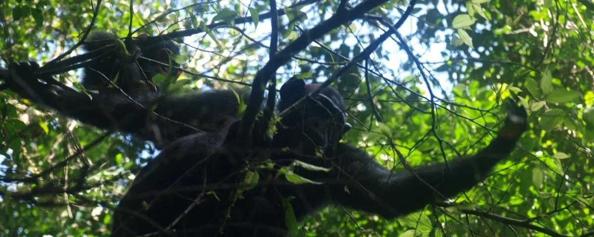 Mahale Mountains National Park