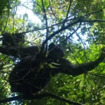 Mahale Mountains National Park