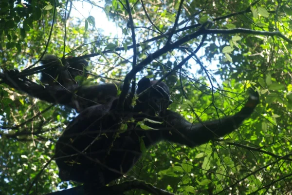 Mahale Mountains National Park