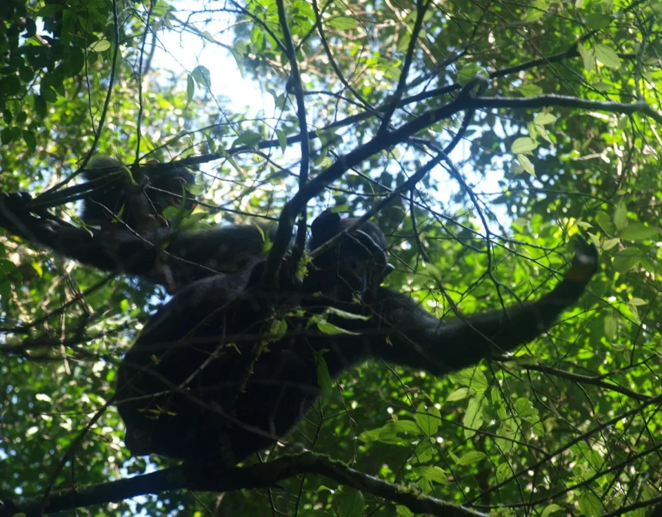 Mahale Mountains National Park