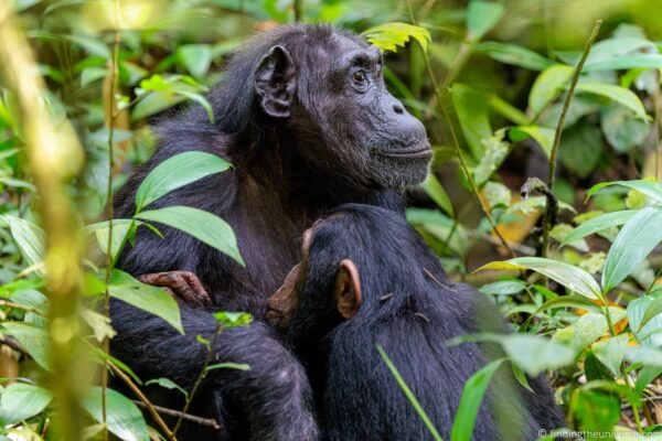 5 Days Uganda Chimpanzee and Gorilla Trekking Safari