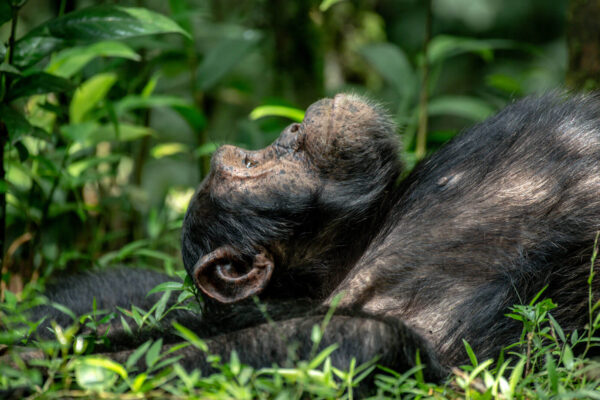 11 Days Rwanda Uganda Gorilla, Chimpanzee Tracking & Wildlife