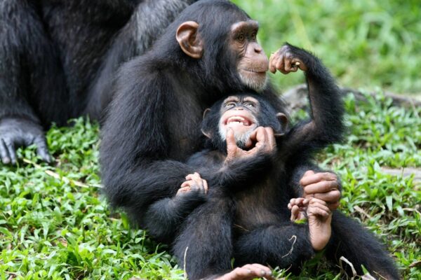 Chimps-in-Uganda Nyungwe National Park