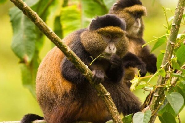 GOLDEN-MONKEY-TRACKING-IN-VOLCANOES-NATIONAL-PARK