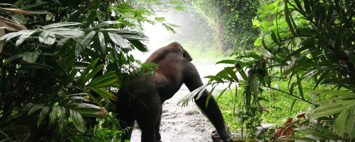 Bwindi Impenetrable Forest National Park