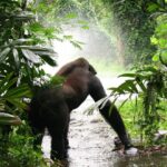 Bwindi Impenetrable Forest National Park