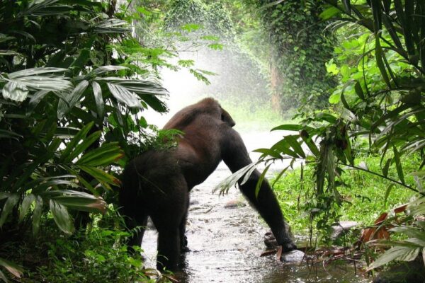 Bwindi Impenetrable Forest National Park