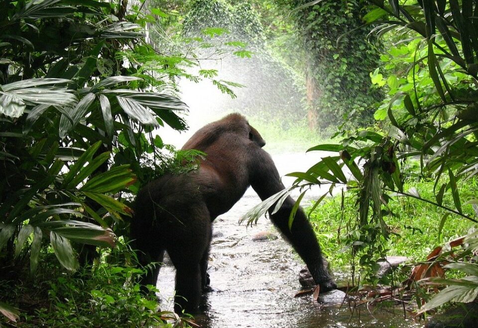 Bwindi Impenetrable Forest National Park