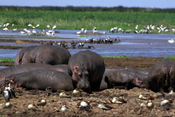 Lake Manyara National Park.