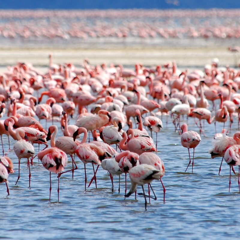 Lake Nakuru National Park Kenya Birding Safaris