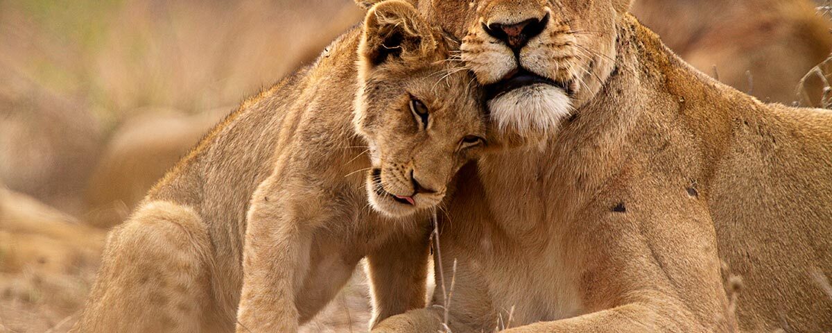 Queen Elizabeth National Park