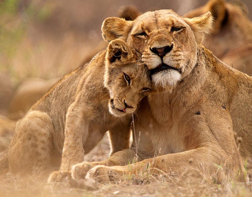 Queen Elizabeth National Park