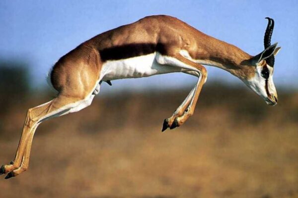 Mkomazi National Park