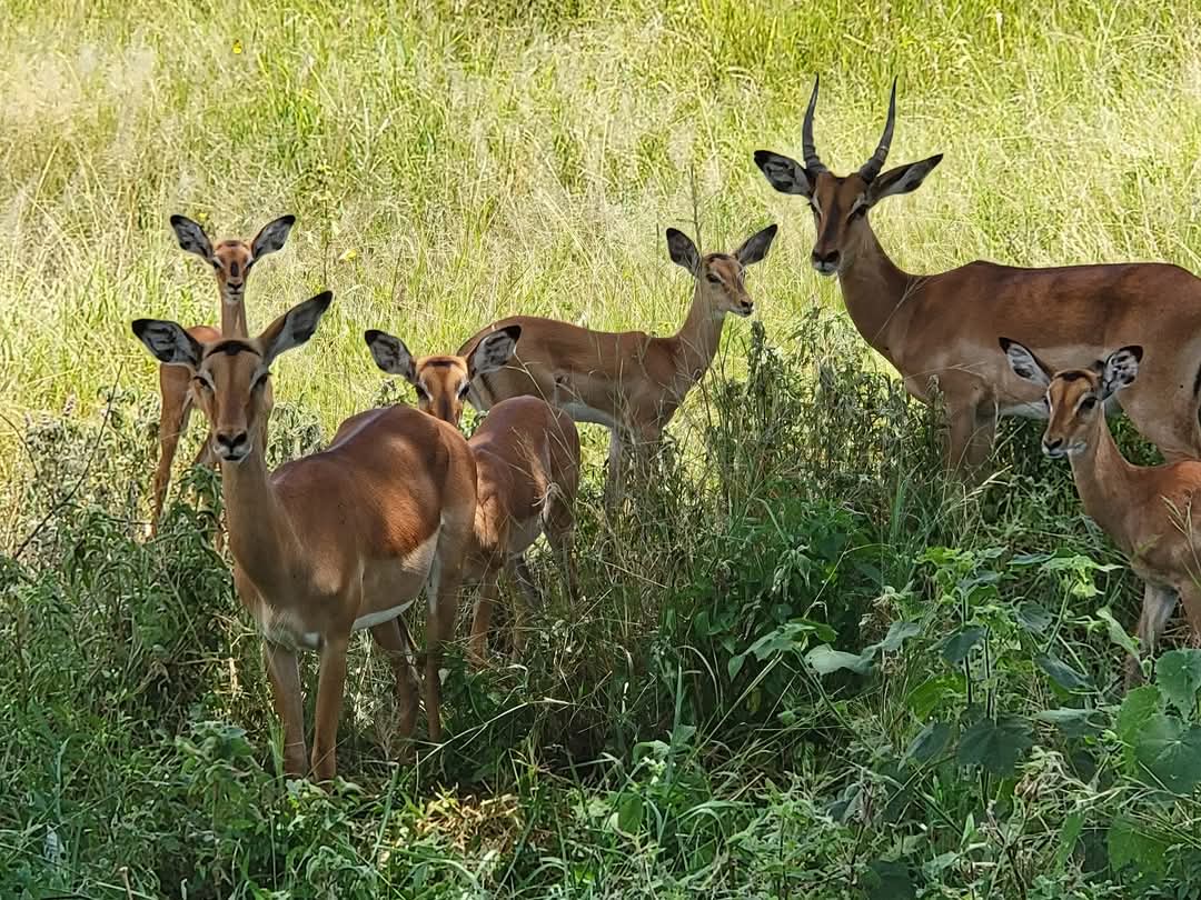 Mkomazi National Park