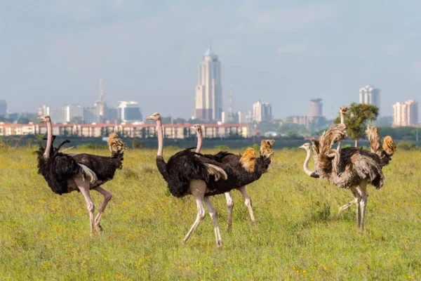 Nairobi National Park
