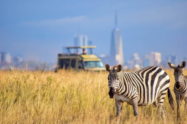 Which National Parks in Kenya Are Best for Wildlife Safaris?
