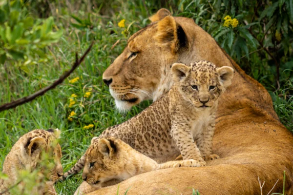 Ol Pejeta Conservancy