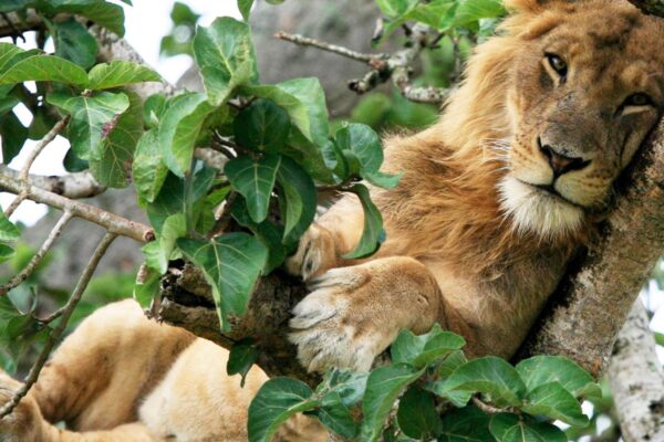 12-Day Uganda Rwanda Gorilla and Wildlife Adventure