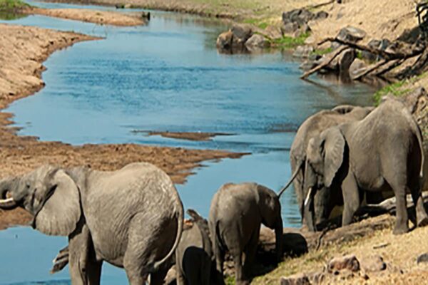 Ruaha National Park.
