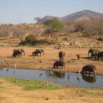 Ruaha National Park