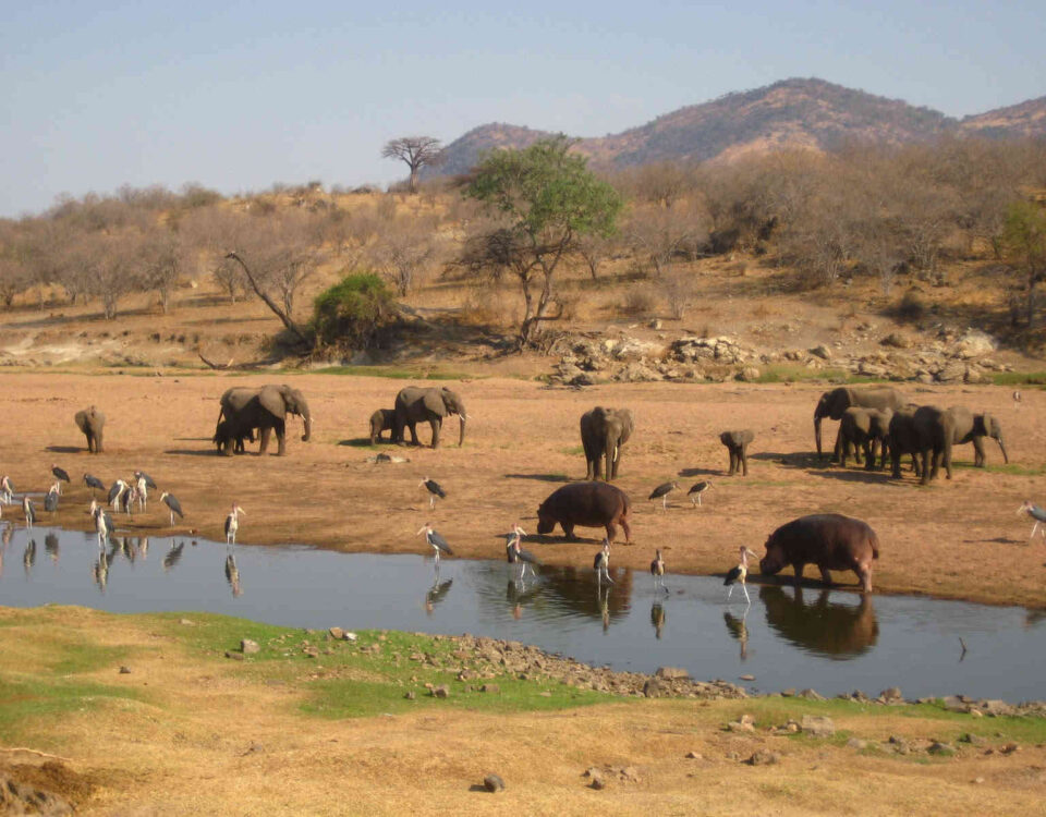 Ruaha National Park
