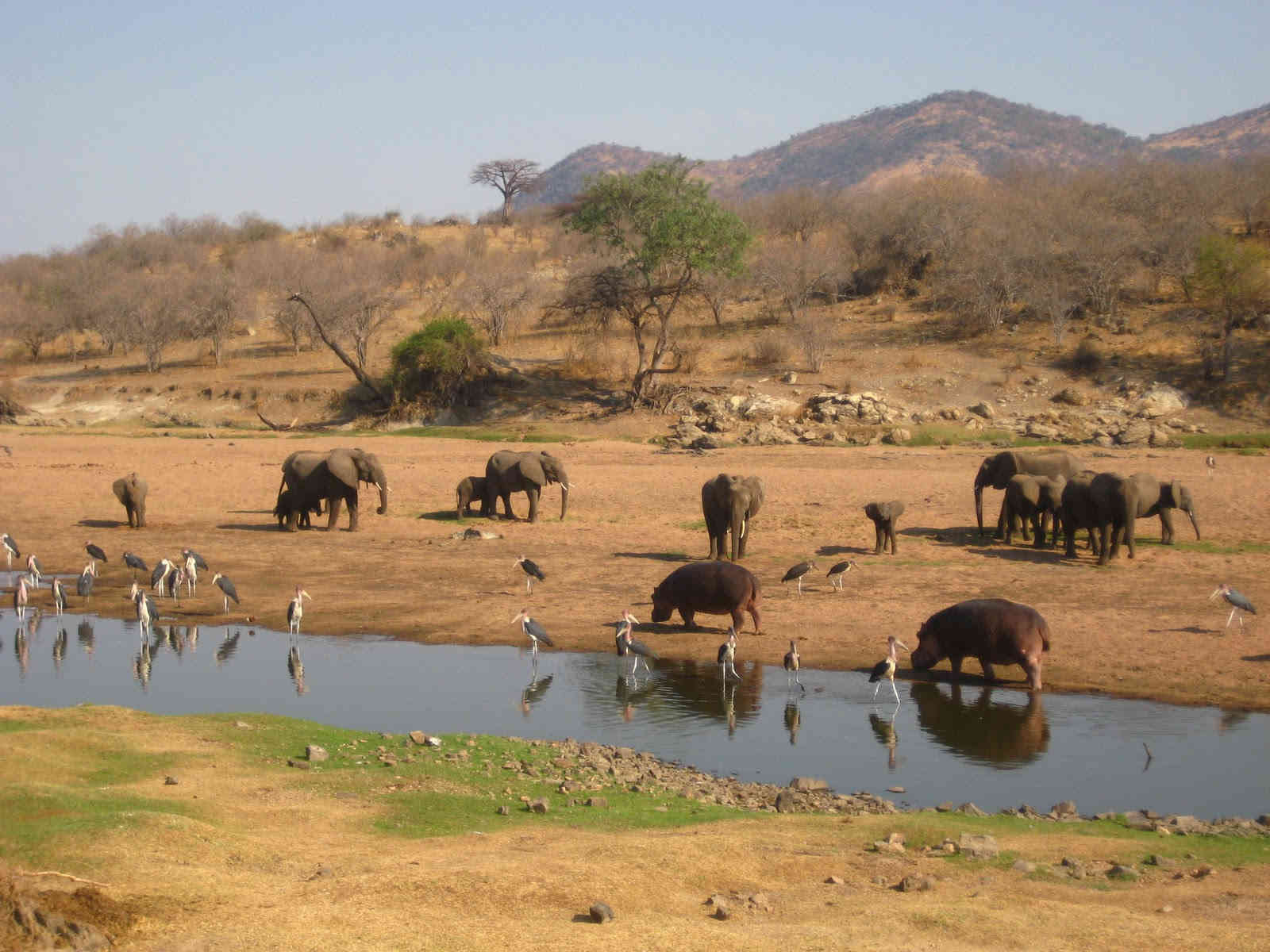 Ruaha National Park