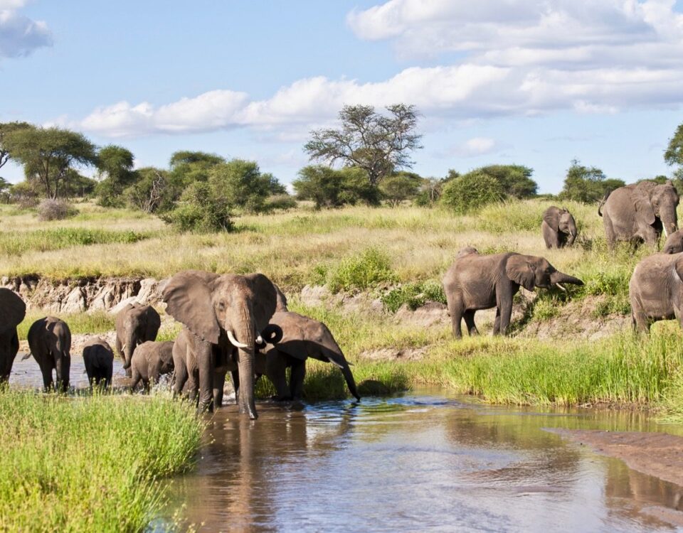 Tarangire National Park.