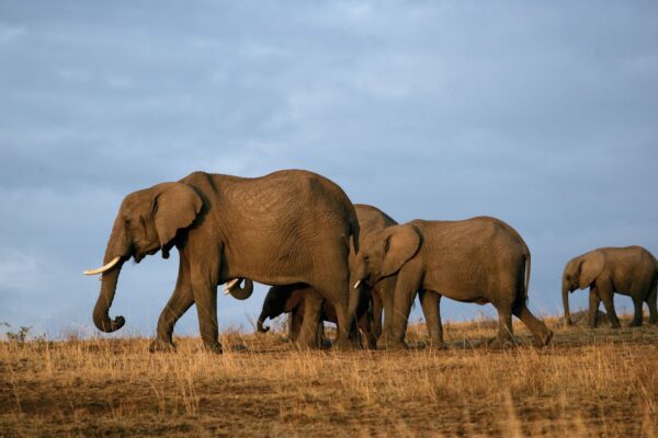 Tsavo East National Park
