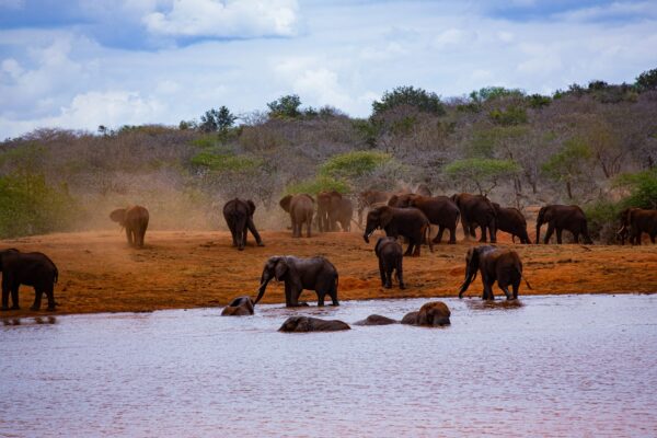 Tsavo West National Park