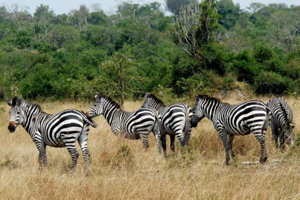 Zebra-in-Lake-Mburo-National-Park-05