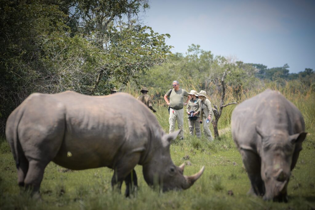 Can I Combine Murchison Falls with Ziwa Rhino Sanctuary?