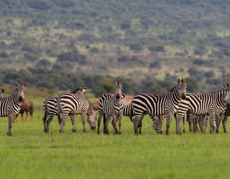 Akagera National Park