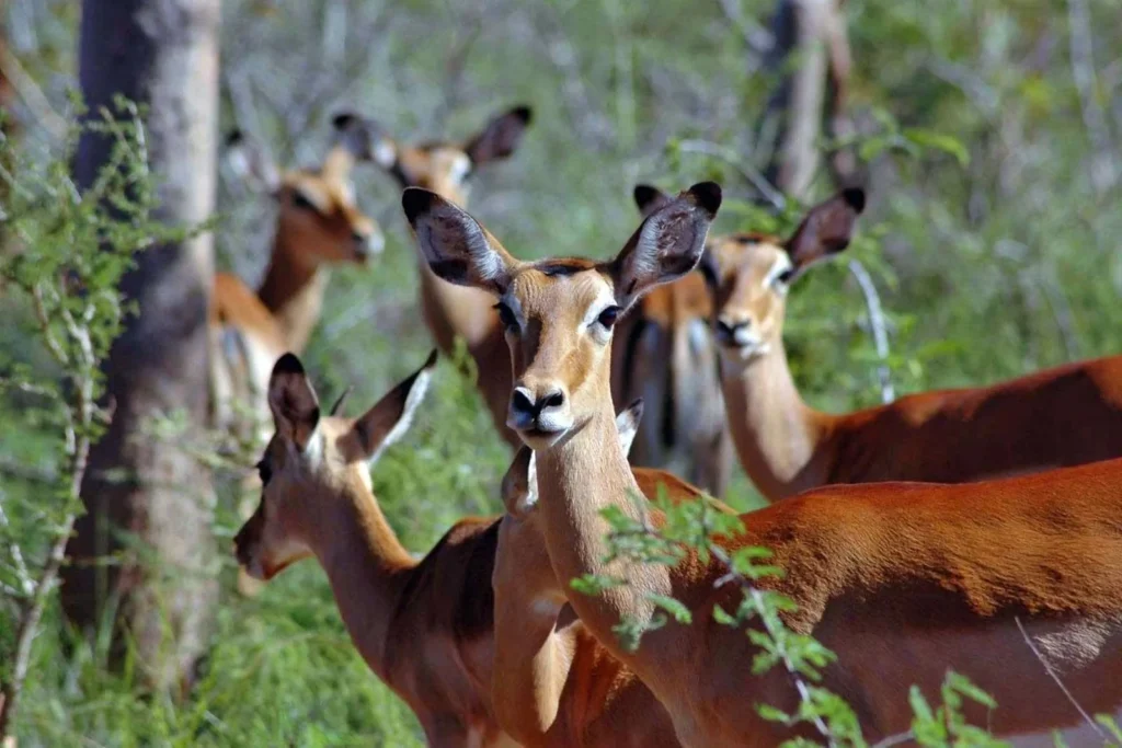 Can I Combine Kigali Tours with Wildlife Safaris?