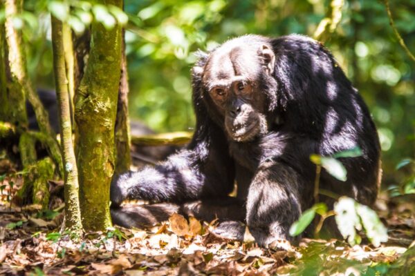 7 Days Discover Uganda Rwanda Primates in Luxury Safari