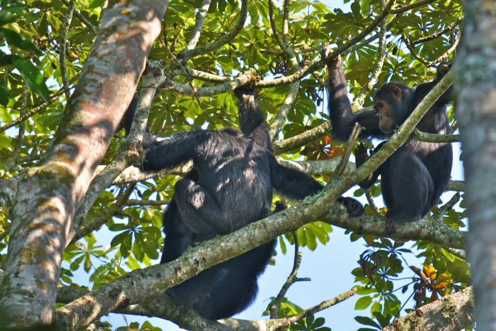 What Is the Best Season for Chimpanzee Tracking in Uganda?