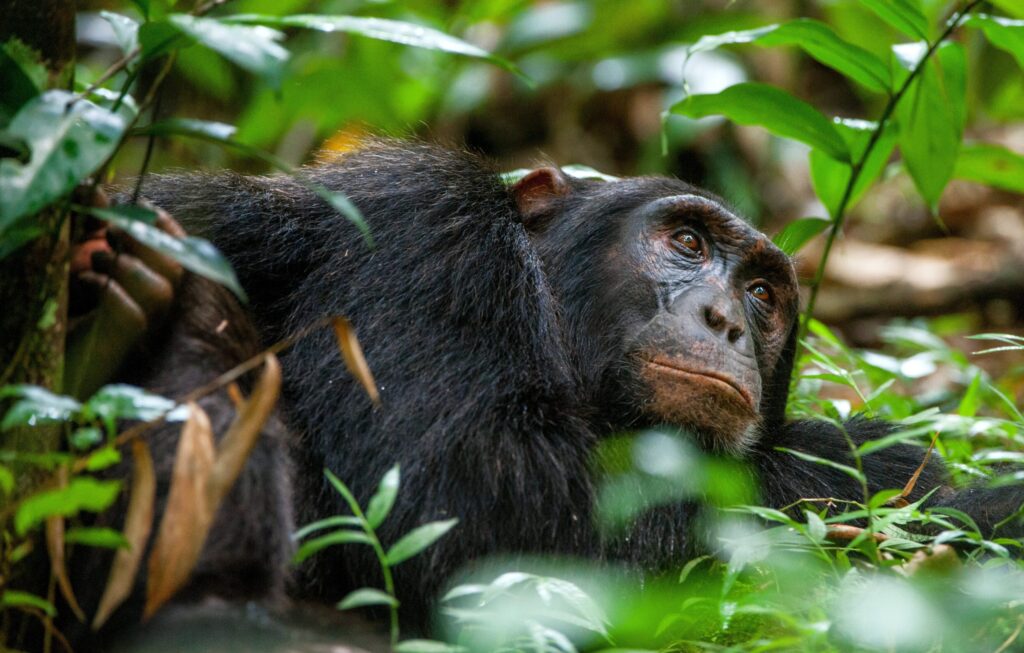 Chimpanzee Habituation Vs Chimpanzee Tracking